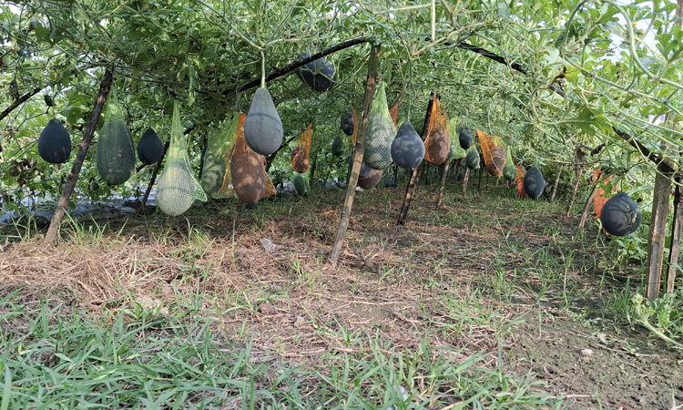 ঝিনাইদহে মালচিং পদ্ধতিতে তরমুজ চাষে নতুন সম্ভাবনা