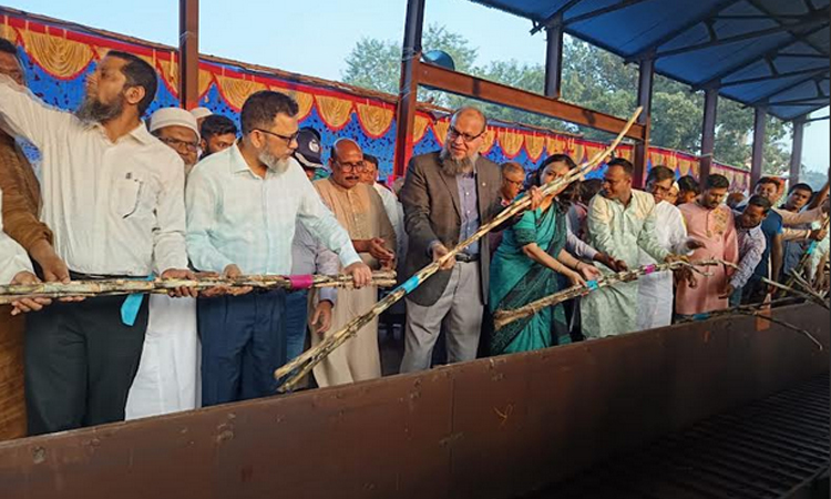 নাটোরে নর্থ বেঙ্গল চিনিকলের আখ মাড়াই কার্যক্রম শুরু 