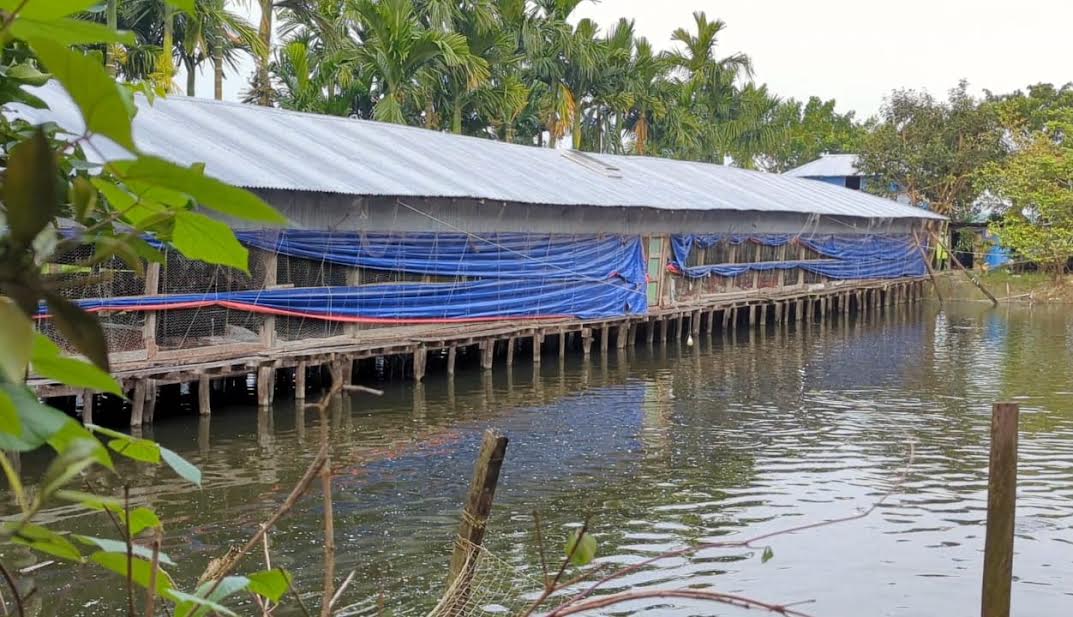 মাছ-মুরগির খামার করে ভাগ্য বদল পটুয়াখালীর রাজিব কর্মকারের 