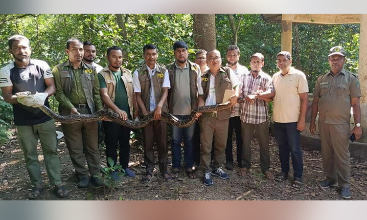 রাঙ্গামাটিতে কাপ্তাই জাতীয় উদ্যানে অজগর অবমুক্ত