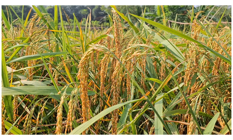 ঝিনাইদহে ভিটা জমিতে পাহাড়ি জুম ধান চাষে সফল কৃষক রহিম