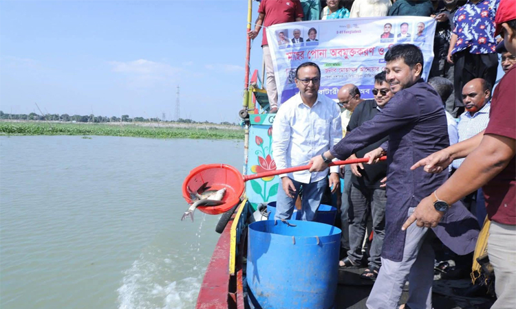 নরসিংদীর মেঘনা নদীতে মাছের পোনা অবমুক্ত