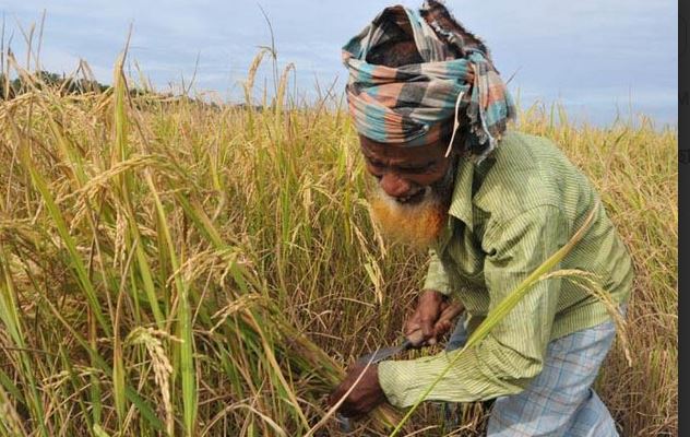 চট্টগ্রামে আমনের বাম্পার ফলনে ছাড়াবে লক্ষ্যমাত্রা, কৃষকের ঘরে উৎসবের আমেজ