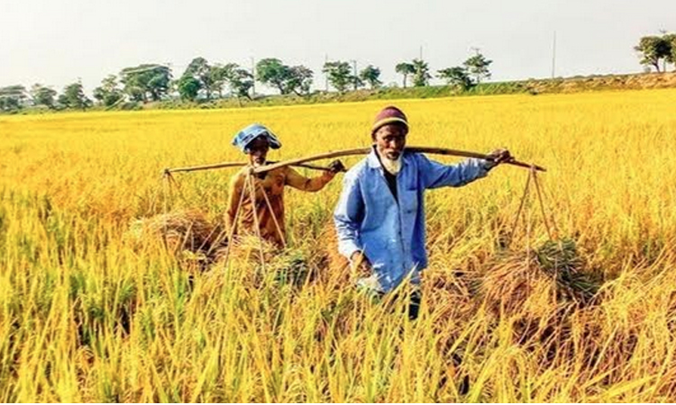 সুনামগঞ্জে রোপা আমনের বাম্পার ফলন