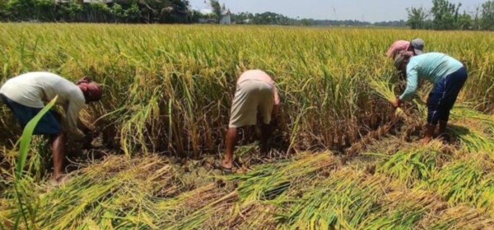 সিরাজগঞ্জে রোপা আমনের বাম্পার ফলন 