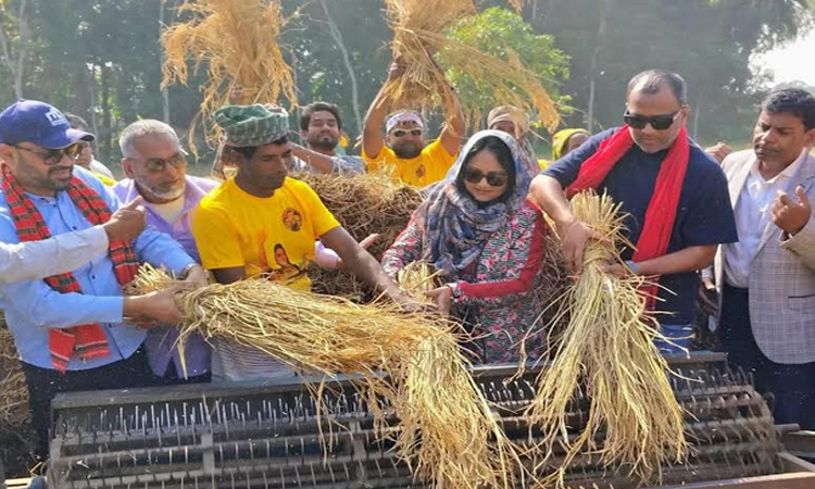 নাটোরে ধান সংগ্রহের উৎসবে বিএনপি প্রার্থী পুতুল