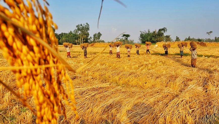 লালমনিরহাটে ৮৬ হাজার হেক্টরে আমন চাষ, উৎপাদন লক্ষ্যমাত্রা ছাড়ানোর আশা