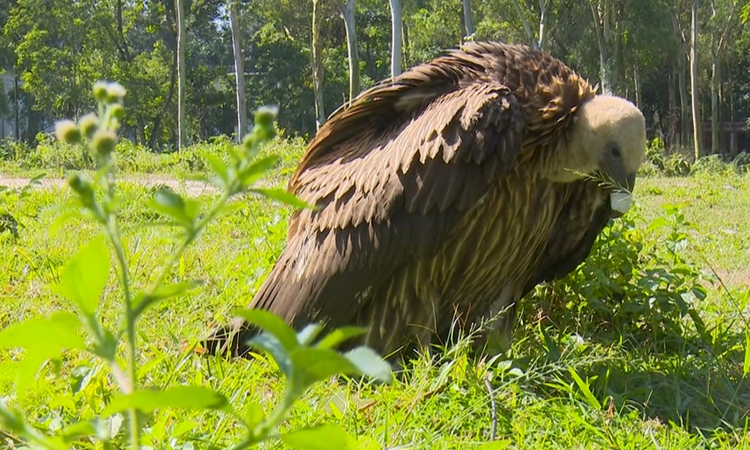 উত্তরাঞ্চলে ছুটে আসছে পরিযায়ী হিমালয়ান গৃধিনী পাখি