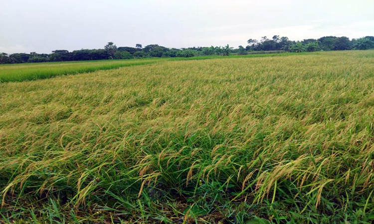 নড়াইলে আমন ধানের অধিক ফলন, কৃষকের মুখে হাসি
