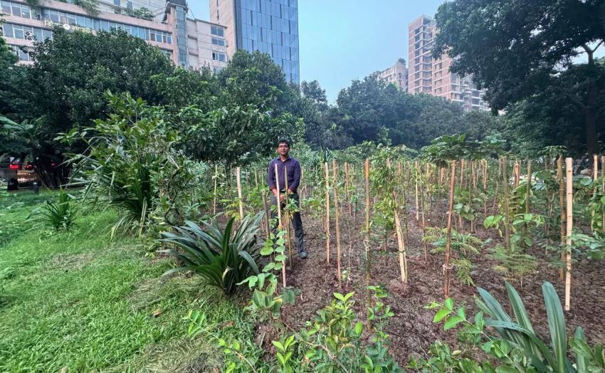 দিয়াবাড়ীতে দেশের সর্ববৃহৎ মিয়াওয়াকি বন গড়ে তুলছে ডিএনসিসি