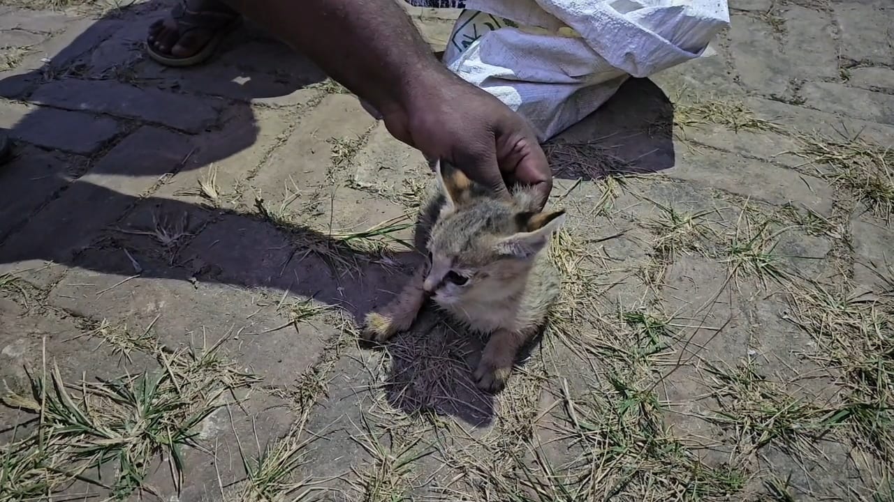 মুরগির খোঁয়াড়ে আটকে পড়া মেছো বিড়াল ছানা দুটো অবমুক্ত