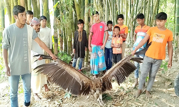 হিমালয় থেকে আসা বিপন্ন প্রজাতির শকুন কুড়িগ্রামে উদ্ধার