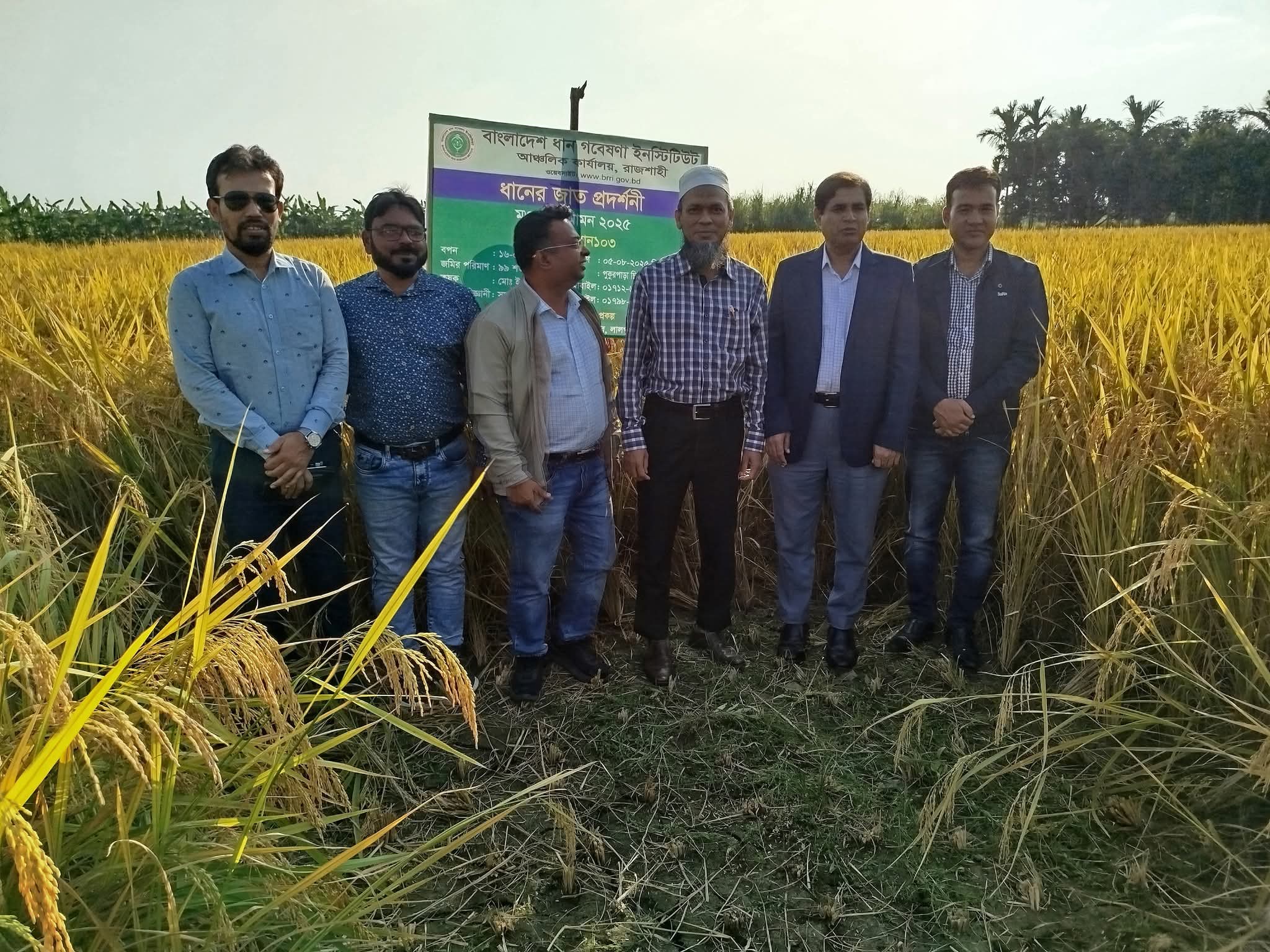 নাটোরে সম্ভাবনাময় ব্রি ধান-১০৩ চাষে সফলতা