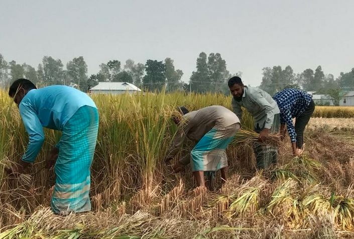 সোনালি ফসলে স্বস্তির হাসি বগুড়ার আমন চাষীদের মুখে