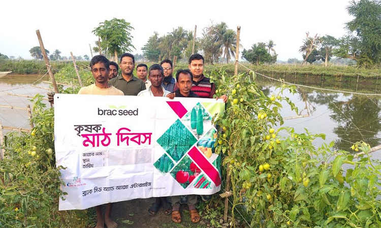 বাগেরহাটে রেড রুবি টমেটোর মাঠ দিবস অনুষ্ঠিত