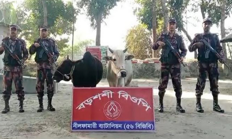পঞ্চগড় সীমান্তে বিজিবির অভিযানে ভারতীয় গরু আটক